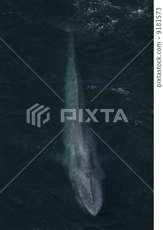 藍鯨 藍鯨 9181573