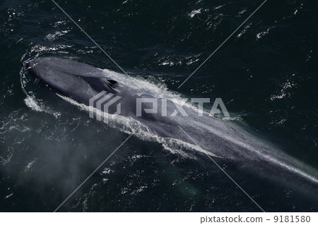 blue whale blue whale 9181580