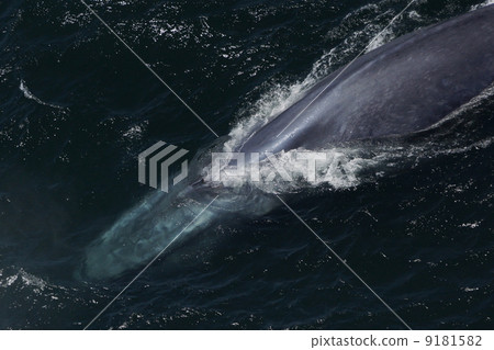 blue whale blue whale 9181582
