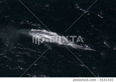 blue whale blue whale 9181585