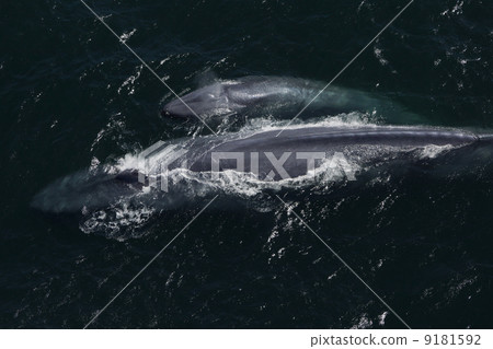 blue whale blue whale 9181592