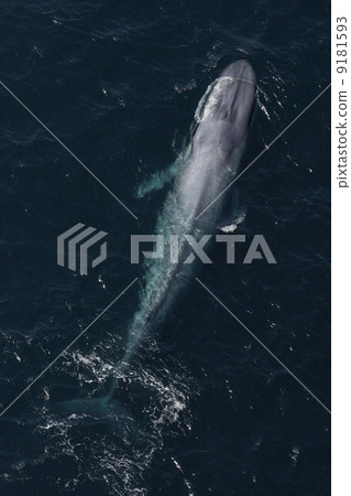 blue whale blue whale 9181593