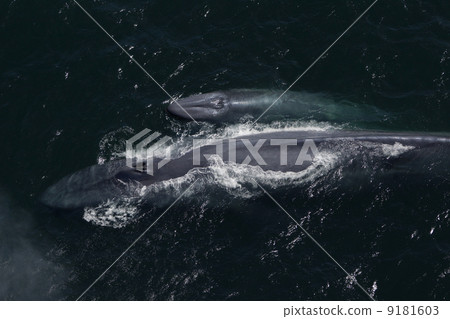 blue whale 9181603