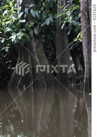 Borneo's rainforest Borneo's rainforest 9181628