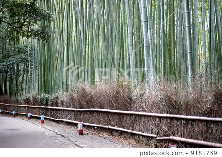 Kyoto Arashiyama bamboo grove Kyoto Arashiyama bamboo grove 9181739