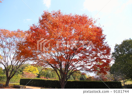 著色樹Zelkova 9181744