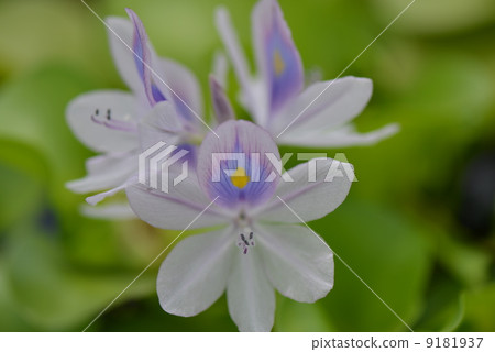 水葫蘆 9181937