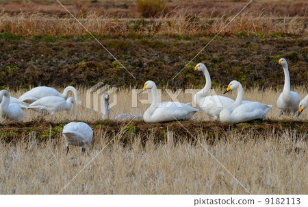 White swanning food in rice field 9182113