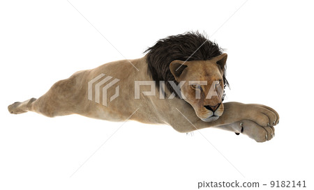 lion 9182141