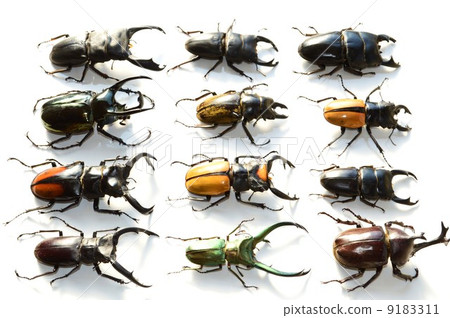 Domestic Okuwagata domestic beetle beetle Erafus Hosoaka stag beakkodar shiny stag bear mandiblarita Futamata stag beetle Atlas reed Celebrity othela stag beetle 12 white back 9183311