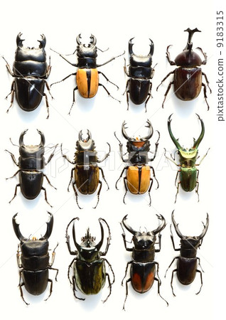 Domestic Okuwagata domestic beetle beetle Erafus Hosoaka stag beakkodar shiny stag bear mandiblarita Futamata stag beetle Atlas reed Celebrity othela stag beetle 12 white back 9183315