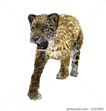 Leopard Leopard 9183990