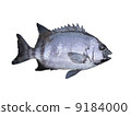 Sea bream 9184000