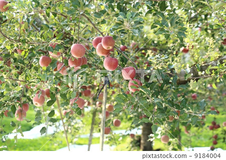 Apple farm 9184004