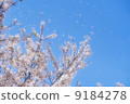 Hanafubuki 9184278