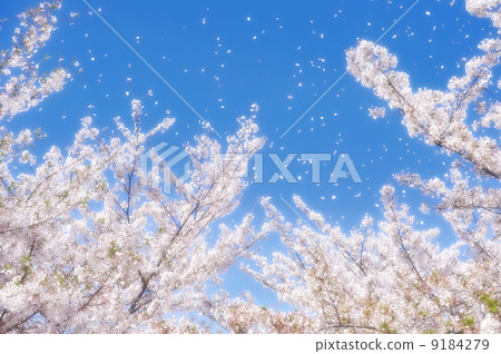 花吹 花吹 9184279