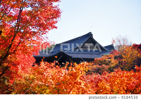 Tofukuji Tsutenbashi秋葉 Tofukuji Tsutenbashi秋葉 9184510