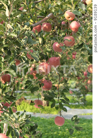 Apple farm Apple farm 9189139