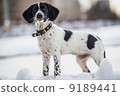 Russian Hunting Spaniel in outdoor 9189441