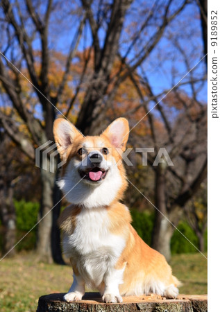 有樹樁♪ 9189852