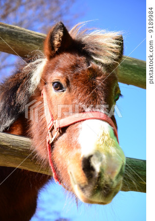 小馬議員♪ 小馬議員♪ 9189984
