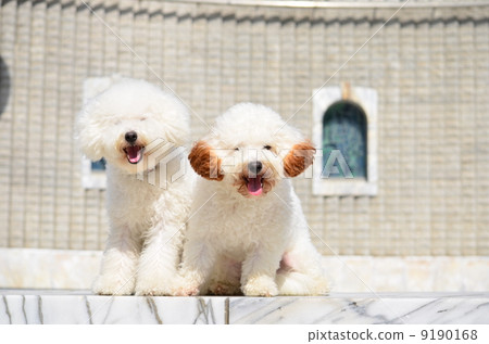 White brother♪ White brother♪ 9190168