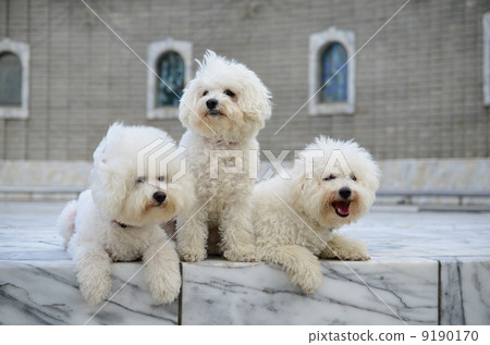 白人父母子女♪ 白人父母子女♪ 9190170