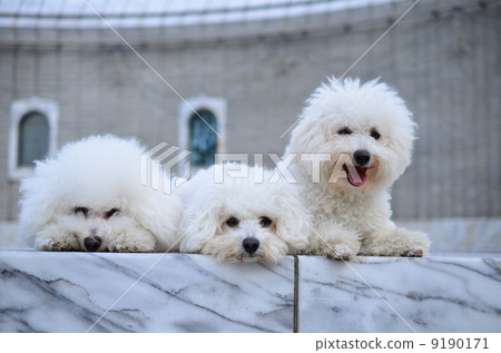 白人父母子女♪ 白人父母子女♪ 9190171