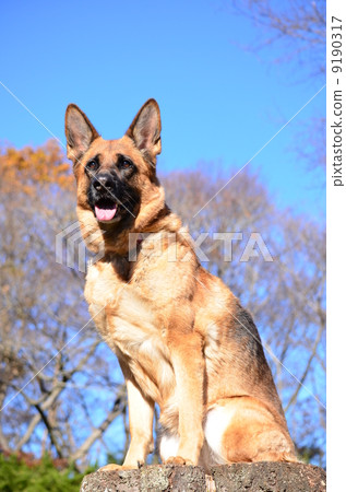 有樹樁♪ 有樹樁♪ 9190317