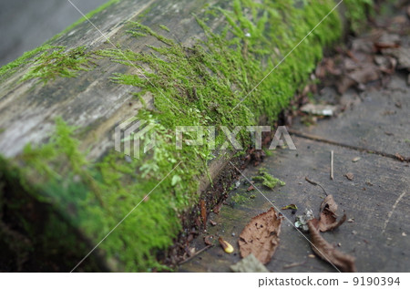 Moss growing in trees Moss growing in trees 9190394