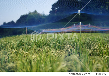 Rice field enclosed by a bird 's net Rice field enclosed by a bird 's net 9190397
