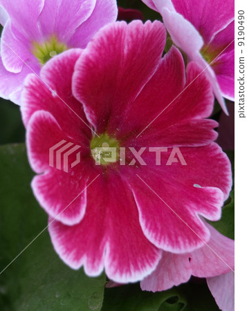 報春花·Obconica 9190490