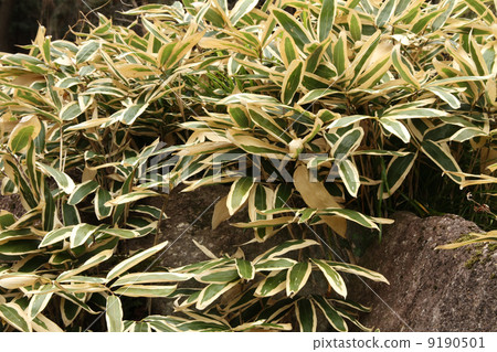 箭竹 植物学 树叶