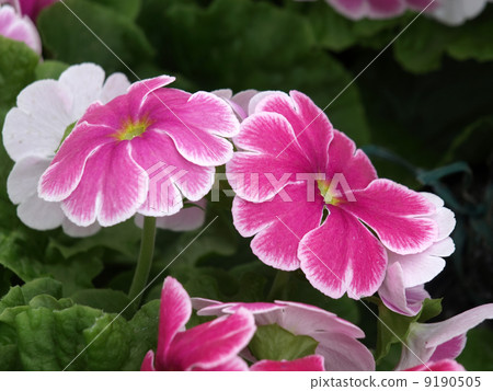 報春花·Obconica 9190505