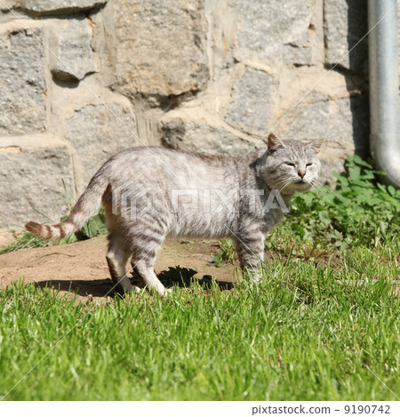 Beautiful cat in the garden Beautiful cat in the garden 9190742