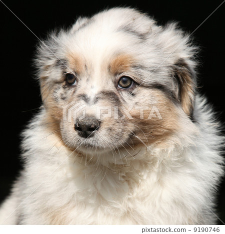 Amazing puppy in frot of black background 9190746