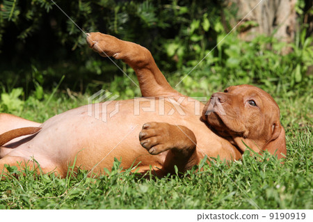 Hungarian Short-haired Pointing Dog puppy lying Hungarian Short-haired Pointing Dog puppy lying 9190919