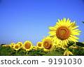 Sunflower 9191030