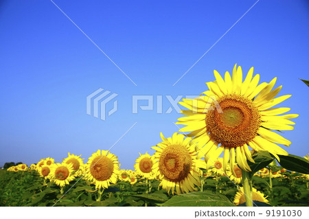 Sunflower 9191030