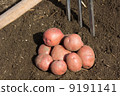 Harvest of red potatoes 9191141