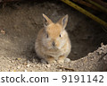 Child rabbits coming out of the hole 9191142