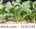Komatsuna just before harvesting 9191144