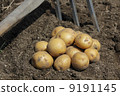 Harvesting potatoes 9191145