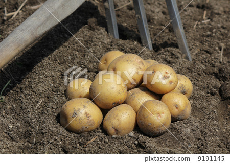 Harvesting potatoes 9191145