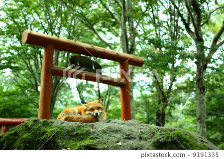 Landscape with beautiful Kita foxes Landscape with beautiful Kita foxes 9191335