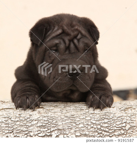 Beautiful Shar Pei puppy on light background Beautiful Shar Pei puppy on light background 9191587