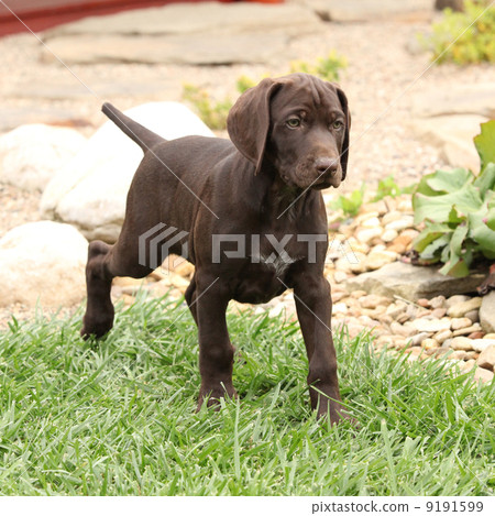 Gorgeous puppy in the garden 9191599