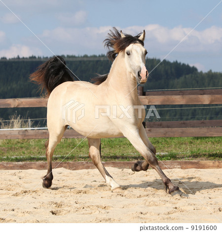 Beautiful palomino horse running Beautiful palomino horse running 9191600