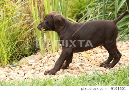 Adorable puppy in beautiful garden Adorable puppy in beautiful garden 9191601