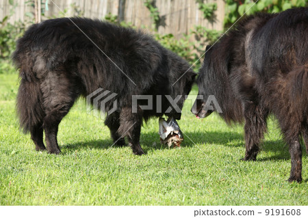 Two dogs interested in fresh fish 9191608
